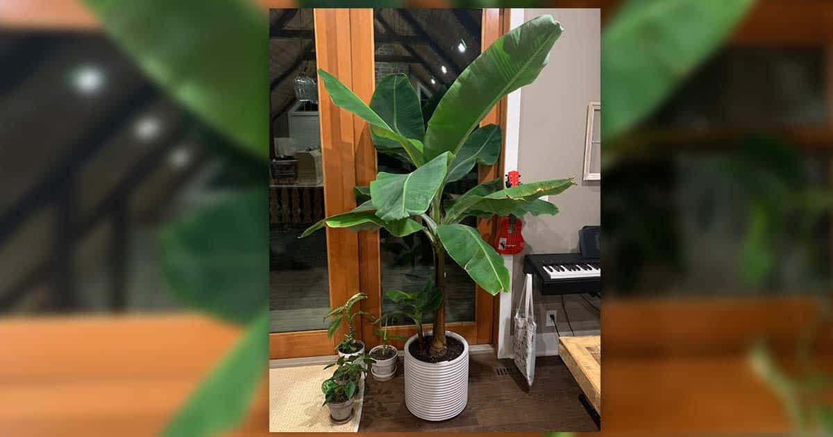 Banana Tree Growing Indoors
